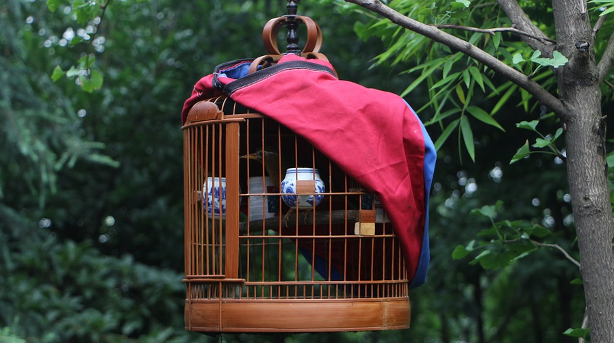 bird in a cage