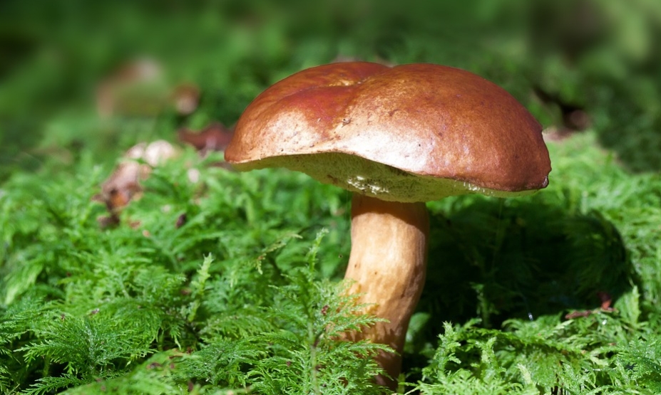shrooms